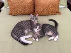 Wei-wei & Casper (we're In Foster Care!), Domestic Shorthair For Adoption In