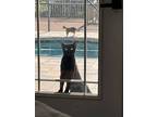 Raven, Domestic Shorthair For Adoption In St. Petersburg, Florida