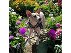 Jasper, Rat Terrier For Adoption In Bellingham, Washington