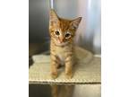 Rooster, Domestic Shorthair For Adoption In Newberg, Oregon