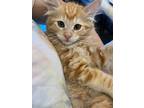 Artemis, Maine Coon For Adoption In Parlier, California
