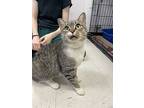 Sesame, Domestic Shorthair For Adoption In Oakland, New Jersey