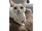 Hopscotch, Domestic Shorthair For Adoption In Palatine, Illinois