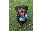 Sangwoo, Dachshund For Adoption In Mississauga, Ontario