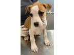 Chulo, Terrier (unknown Type, Medium) For Adoption In San Antonio, Texas