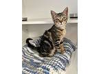 Skye, Domestic Shorthair For Adoption In Milltown, New Jersey