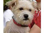 Chelsea- Mom, Norfolk Terrier For Adoption In Bonita, California