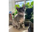 Biscuit (with Gravy) - In Foster (fiv+), Domestic Shorthair For Adoption In