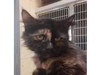 Nala, Domestic Longhair For Adoption In Wooster, Ohio