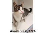 Cat Condo #15, Domestic Shorthair For Adoption In Greenville, Texas