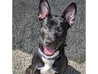 Bizzy (mcas), Terrier (unknown Type, Medium) For Adoption In Troutdale, Oregon