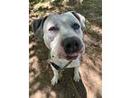 Bogey (mcas), American Pit Bull Terrier For Adoption In Troutdale, Oregon