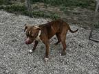 Skye, American Pit Bull Terrier For Adoption In Bendena, Kansas