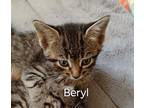 Beryl, Domestic Shorthair For Adoption In Peoria, Illinois