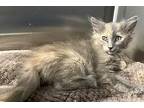 May, Domestic Longhair For Adoption In Oakdale, California
