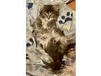 Marigold, Maine Coon For Adoption In Franklin, West Virginia