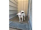 Chance, American Pit Bull Terrier For Adoption In Alvarado, Texas