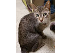 Nugget, Domestic Shorthair For Adoption In Verona, Wisconsin
