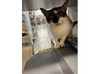 Padme, Domestic Shorthair For Adoption In St Cloud, Florida