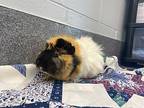 Gus (petsmart Mapleview), Guinea Pig For Adoption In Orillia, Ontario