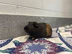 Fern (petsmart Mapleview), Guinea Pig For Adoption In Orillia, Ontario