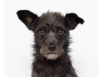 Thelonious, Terrier (unknown Type, Small) For Adoption In San Luis Obispo