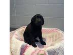 Lucy, Labrador Retriever For Adoption In Orillia, Ontario