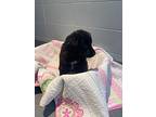 Lori, Labrador Retriever For Adoption In Orillia, Ontario