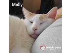 Molly (courtesy Post), Domestic Mediumhair For Adoption In Council Bluffs, Iowa
