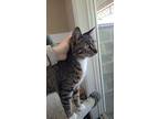 Zoe, Domestic Shorthair For Adoption In Powell River, British Columbia