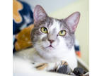 Mittens, Domestic Shorthair For Adoption In Reisterstown, Maryland