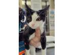 Cookie, Domestic Shorthair For Adoption In Grand Forks, North Dakota
