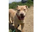 Petunia, American Pit Bull Terrier For Adoption In Golden, Colorado