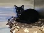 Eclipse, Domestic Shorthair For Adoption In Madison Heights, Michigan