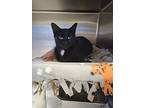 Ria, Domestic Shorthair For Adoption In Madison Heights, Michigan