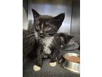 Oscar, Domestic Shorthair For Adoption In Madison Heights, Michigan