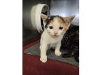 Sherbert, Domestic Shorthair For Adoption In Madison Heights, Michigan