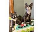 Bronte And Brooks, Domestic Shorthair For Adoption In Bloomsburg, Pennsylvania