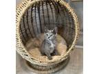 Charlotte, Domestic Shorthair For Adoption In Atlantic City, New Jersey