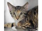 Pudding, Domestic Shorthair For Adoption In Atlantic City, New Jersey