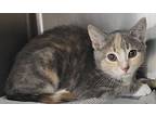 Peach, Domestic Shorthair For Adoption In Atlantic City, New Jersey