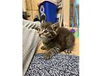 Rotini **available For Pre-adoption**, Domestic Shorthair For Adoption In