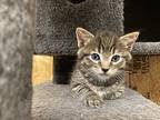 Linguine **available For Pre-adoption**, Domestic Shorthair For Adoption In