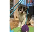Tortellini **availble For Pre-adoption**, Domestic Shorthair For Adoption In