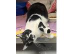 Clarice, Domestic Shorthair For Adoption In Oak Ridge, Tennessee