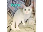 Petra, Domestic Shorthair For Adoption In Macon, Georgia