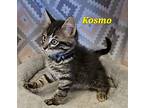Kosmo, Domestic Mediumhair For Adoption In Macon, Georgia