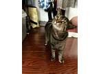 Amber, American Shorthair For Adoption In Westwood, New Jersey