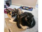 Catalina (bonded Pair), Domestic Shorthair For Adoption In Bolton, Connecticut