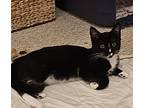 Rosita (bonded Pair), Domestic Shorthair For Adoption In Bolton, Connecticut